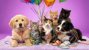Happy pets at home